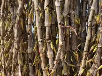 龙陵石斛花开正艳 90后创新解锁增收新路径(图1)