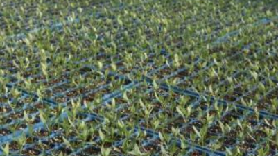 忻口暖棚育苗忙，不负春日好时光(图1)