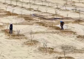 治沙护绿绘新卷，洛浦县30万株开心果苗木迎栽植(图1)