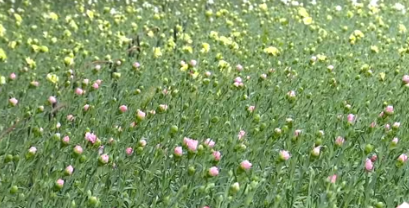 温室大棚育繁花，武威清水镇鲜切花产业提质增效(图1)