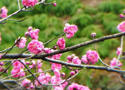 五大花季焕新！2026瘦西湖万花会打造沉浸式花境(图1)