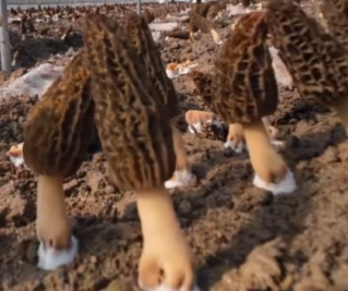 忻府区羊肚菌丰收正当时 多元销售拓宽致富