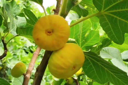 阿图什无花果产业升级，从“靠果吃饭”到“