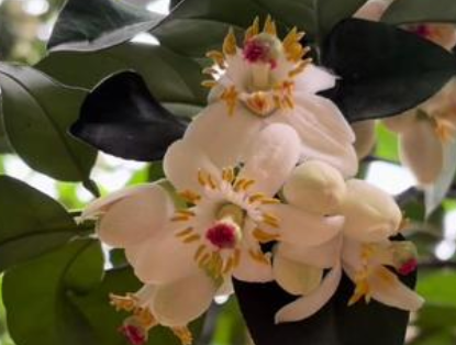 花香满溢江永 人工授粉赋能香柚产业高质量发展(图1)