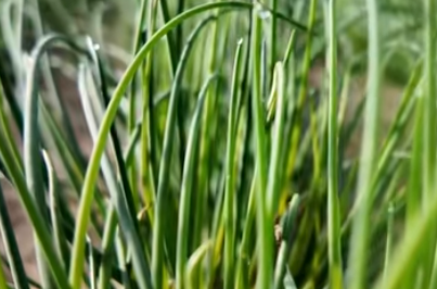 科技赋能+模式创新 民勤沙葱产业行稳致远(图1)