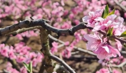 平谷国际桃花节开幕 多元场景解锁春日休闲新体验(图1)