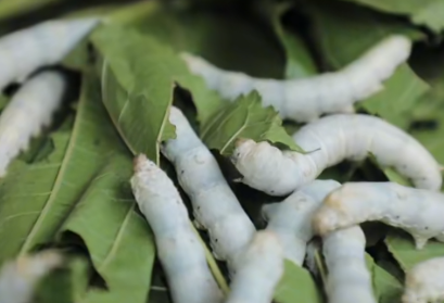 桑蚕产业成支柱 里高镇绘就乡村富民新路径(图1)