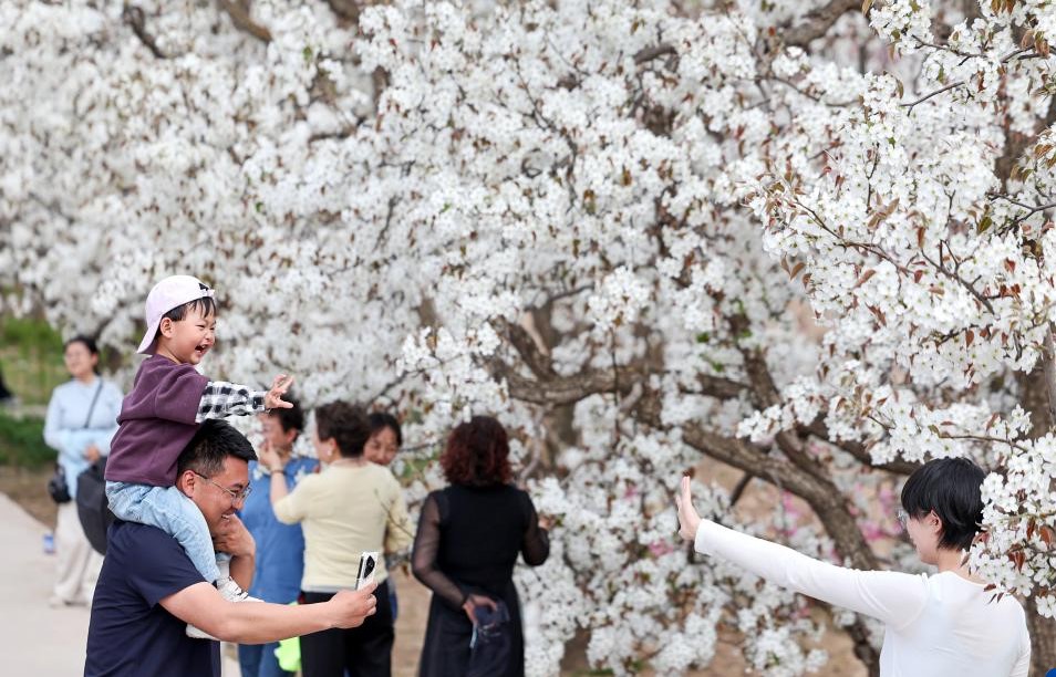 甘肃皋兰：梨花漫什川 花海醉游人(图2)