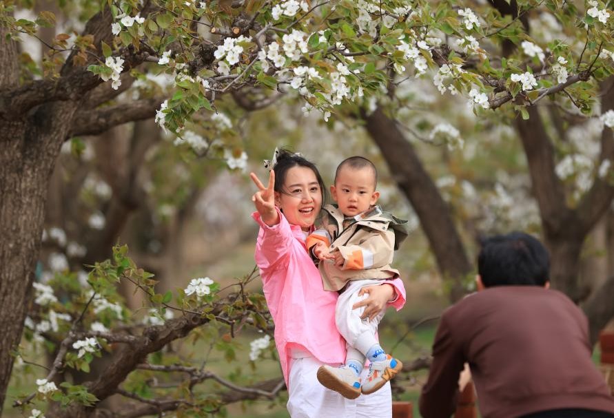 甘肃皋兰：梨花漫什川 花海醉游人(图1)