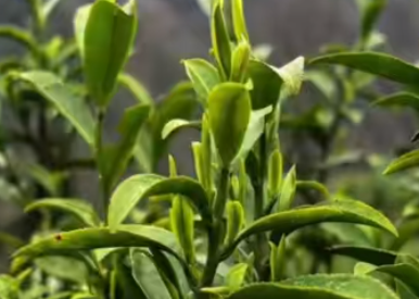 茶香漫镇巴 茶旅融合点燃春日消费新活力(图1)